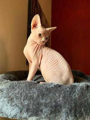 Gattini Sphynx di 3 mesi