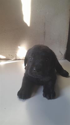 Cuccioli labrador