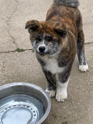 Cuccioli di Akita inu