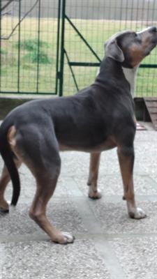 Maschio cerca femmina amstaff