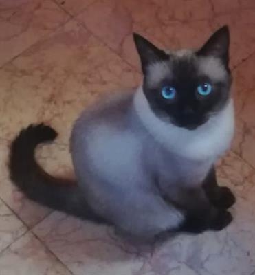 Accoppiamento gatto Siamese/Thai