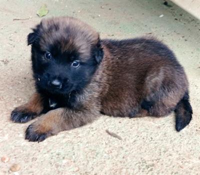 Pastore Belga Malinois cuccioli