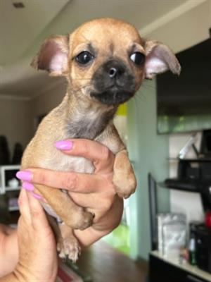 Chihuahua mini toy - Foto 4