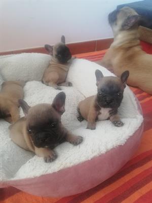 Bulldog Francese pedigree, colore fulvo - Foto 3