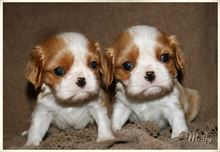 Disponibili cuccioli di Cavalier king charles