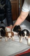 Cuccioli di Cavalier King