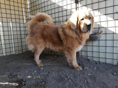 Tibetan mastiff