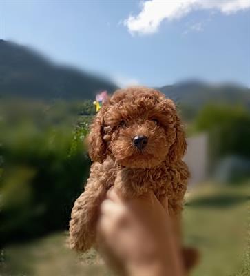 Barboncino Toy red