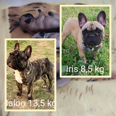 Bulldog Francese pedigree, colore fulvo - Foto 5