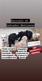 Cuccioli di Labrador con pedigree