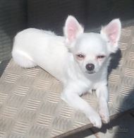 Foto 2 Chihuahua Maschi Come Riproduttori, a pelo lungo