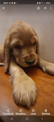 Sacha - Disponibilità N. F. Sverminati vaccinati - Foto 3