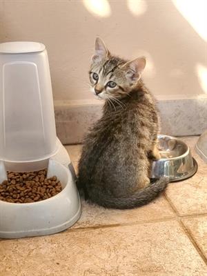 Gattino tigrato in adozione Razza Europeo - Anteprima 1