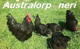 Australorp neri in purezza