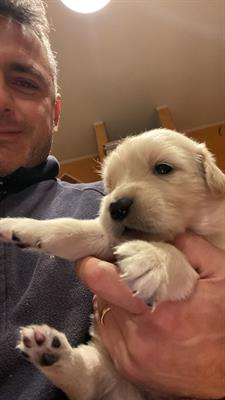 Cuccioli di Golden retriever