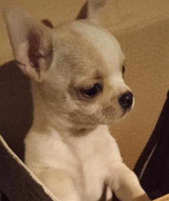 Chihuahua cucciolo maschio con pedigree ENCI - Foto 2