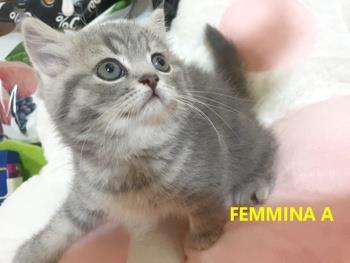 Cucciole Femmine Razza British - Foto 4
