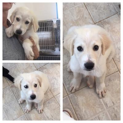 Aldo cucciolo incrocio Labrador