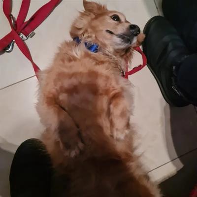 Dog sitter a domicilio