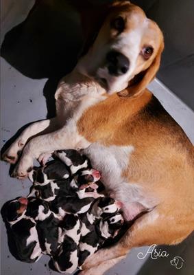 Cuccioli beagle pedigree ENCI