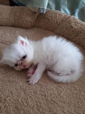 Gatto persiano colore bianco