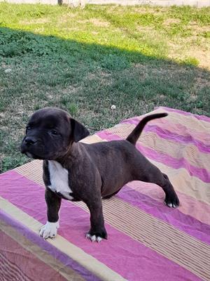 Cuccioli di staffy