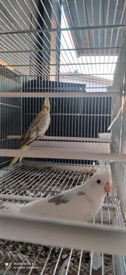 Foto - 7