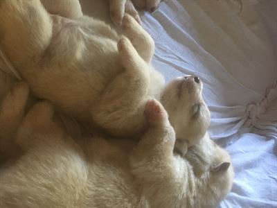 Siberian Husky - Genitori visibili