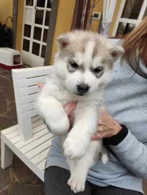 Siberian Razza husky puri disponibili - Foto 4