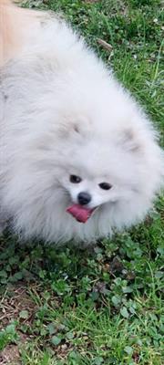 Volpino pomerania