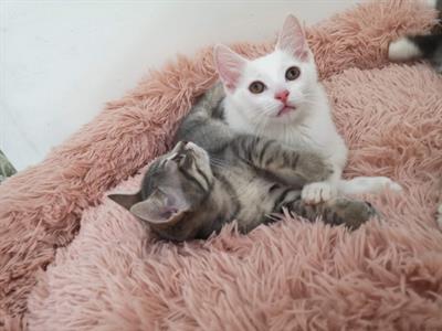 Gattini mix persiano certosino - Anteprima 5
