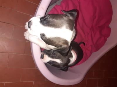 Cuccioli Razza Amstaff - Anteprima 1