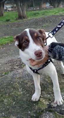 ANTONY Cucciolo 6 mesi mix Border Collie - Foto 4