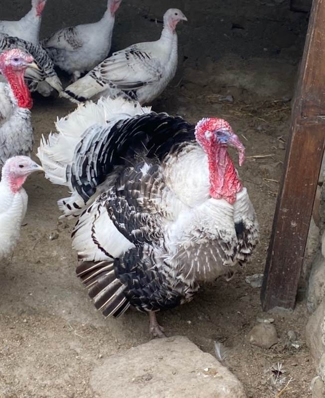Foto 2Tacchini mogano e ermellinati di un