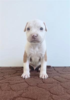 Cuccioli Pitbull red nose