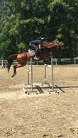 Cavallo italiano 10 anni