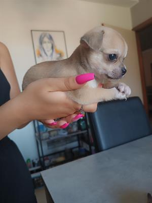Dolcissima chihuahua