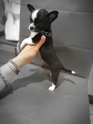Chihuahua