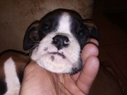 Disponibili 5 cucciole boxer fulve