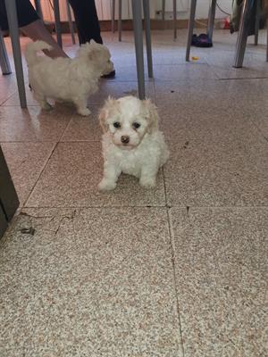 Cuccioli maltese