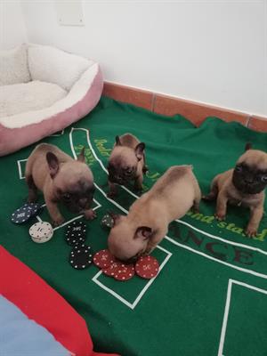 Bulldog Francese pedigree, colore fulvo - Foto 6