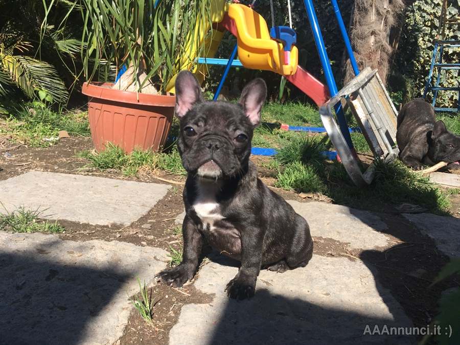 Foto 2 Splendida Razza bulldog francese nata in casa