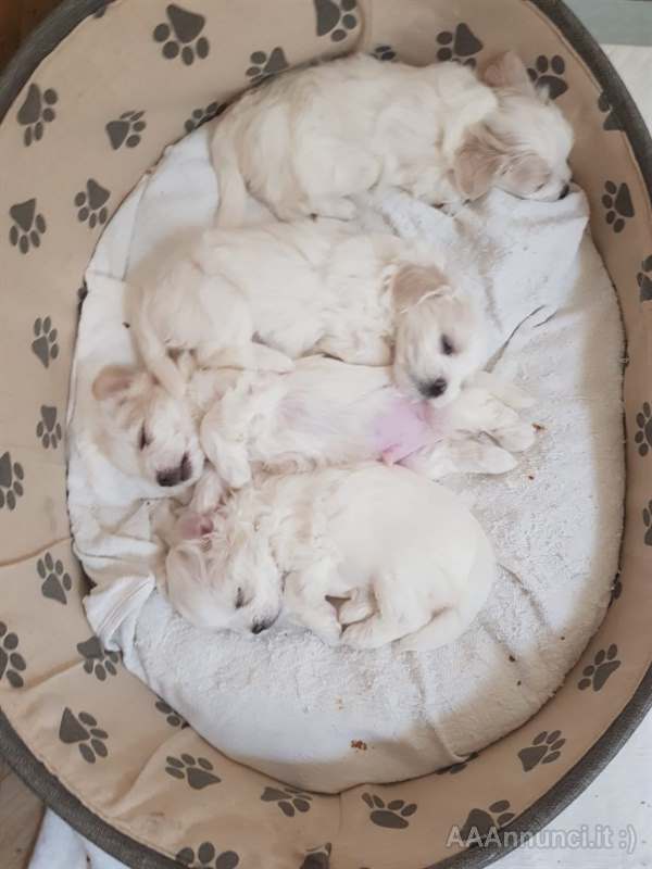 Disponibili cuccioli di Razza maltese