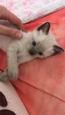 Foto 5 Gatti siamesi thai cuccioli