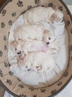 Disponibili cuccioli di Razza maltese - Anteprima 1
