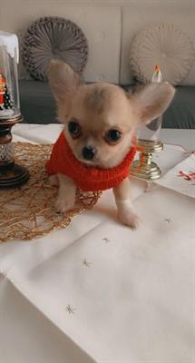 Chihuahua pelo lungo pedigree ENCI da esposizione