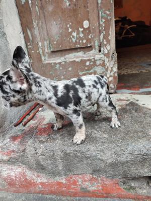 Bulldog francese lilac merle - Foto 4