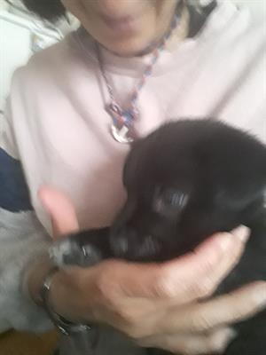 Cuccioli lupetti - Foto 3
