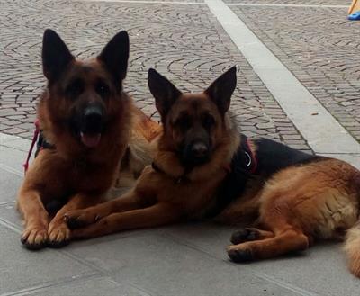 Cuccioli Pastore Tedesco