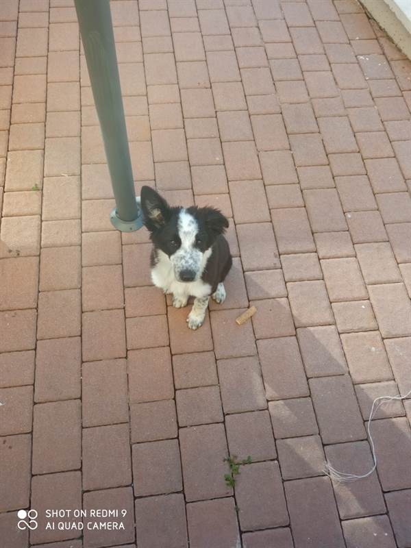 Foto 2Border Collie